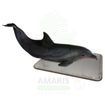 Marine Animal Floor Scale Amaris Medical